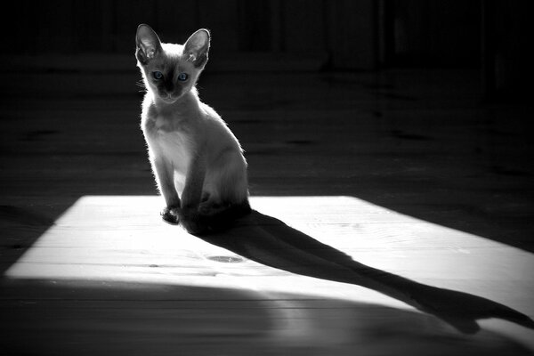 Chaton noir et blanc sur parquet