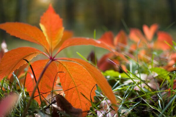 Foglia gialla autunnale sull erba