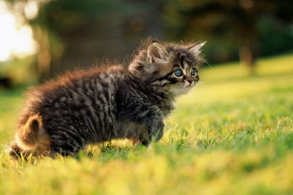 Chaton gris marcher sur l herbe