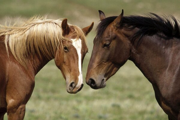 Caballos juguetones en la naturaleza