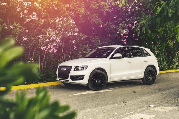 Audi Q5 blanco en la naturaleza