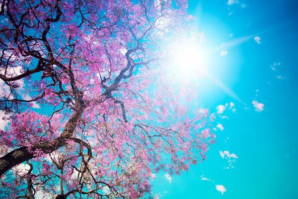 Arbre rose avec ciel bleu