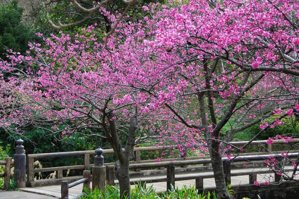 Eine Brücke in Japan versinkt in den Blütenblättern einer Kirschblüte