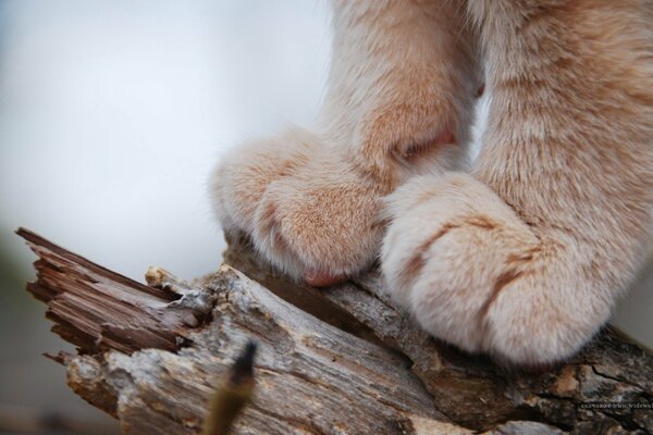 Sulla strada per l obiettivo Peloso del gatto