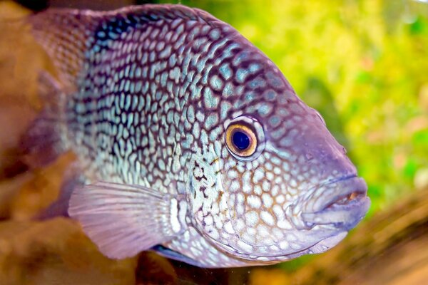 Mondo sottomarino di pesci in acquario