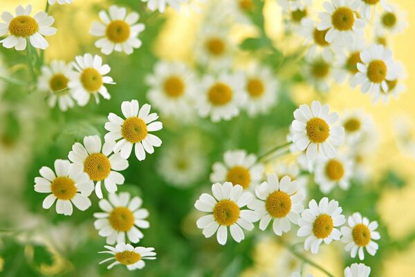 Immagine macro di margherite bianche