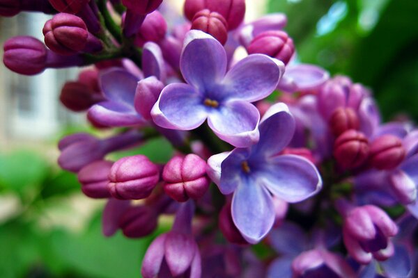 Blooming juicy burgundy lilac