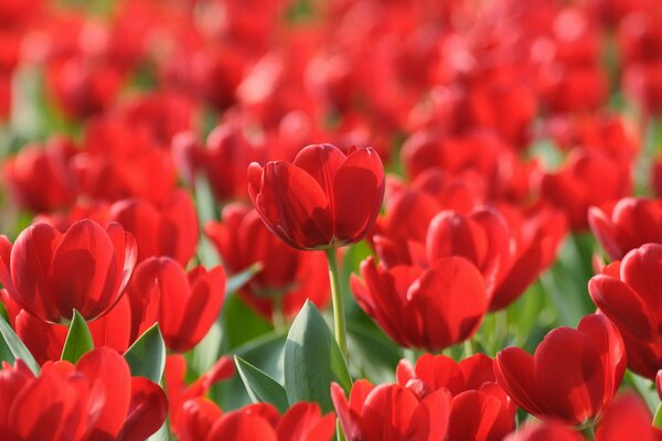 Frühlingstapete des Feldes der scharlachroten Tulpen