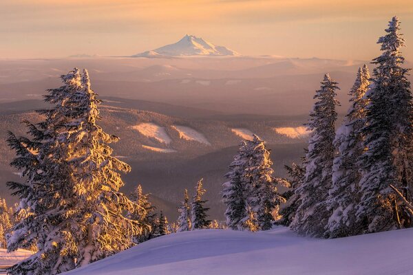 Winter forest in the snowdrifts of the mountain