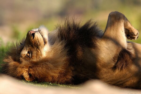 Gros chat couché sur l herbe