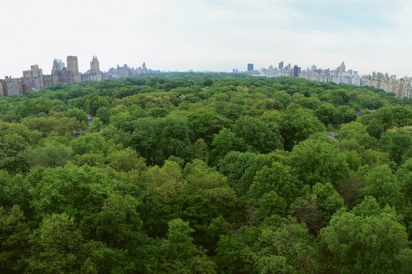 Trees of the city park