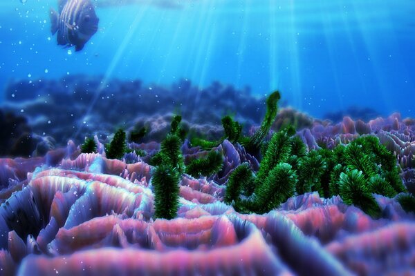 Underwater and marine reef with corals