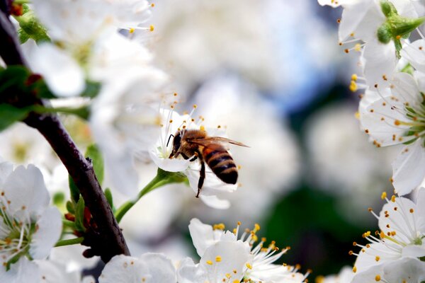 Makoo smymka la abeja en la flor de cerezo