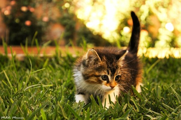 Gatito o pequeño explorador doméstico