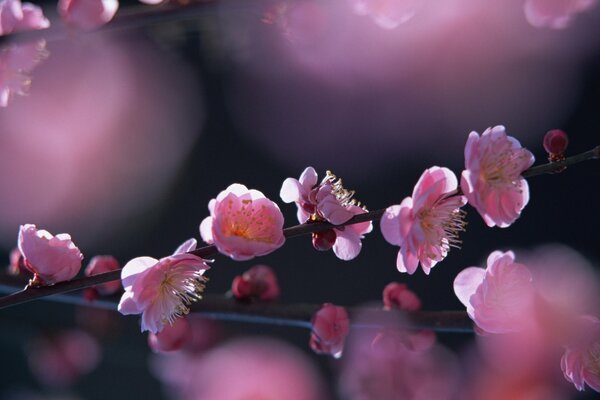 Cherry Blossom Tree