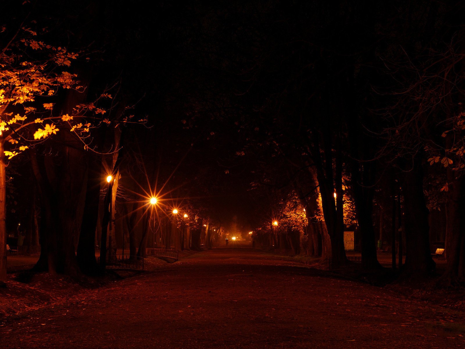 alea lumières arbres parc rue lanternes nuit fond new york lumières de la ville