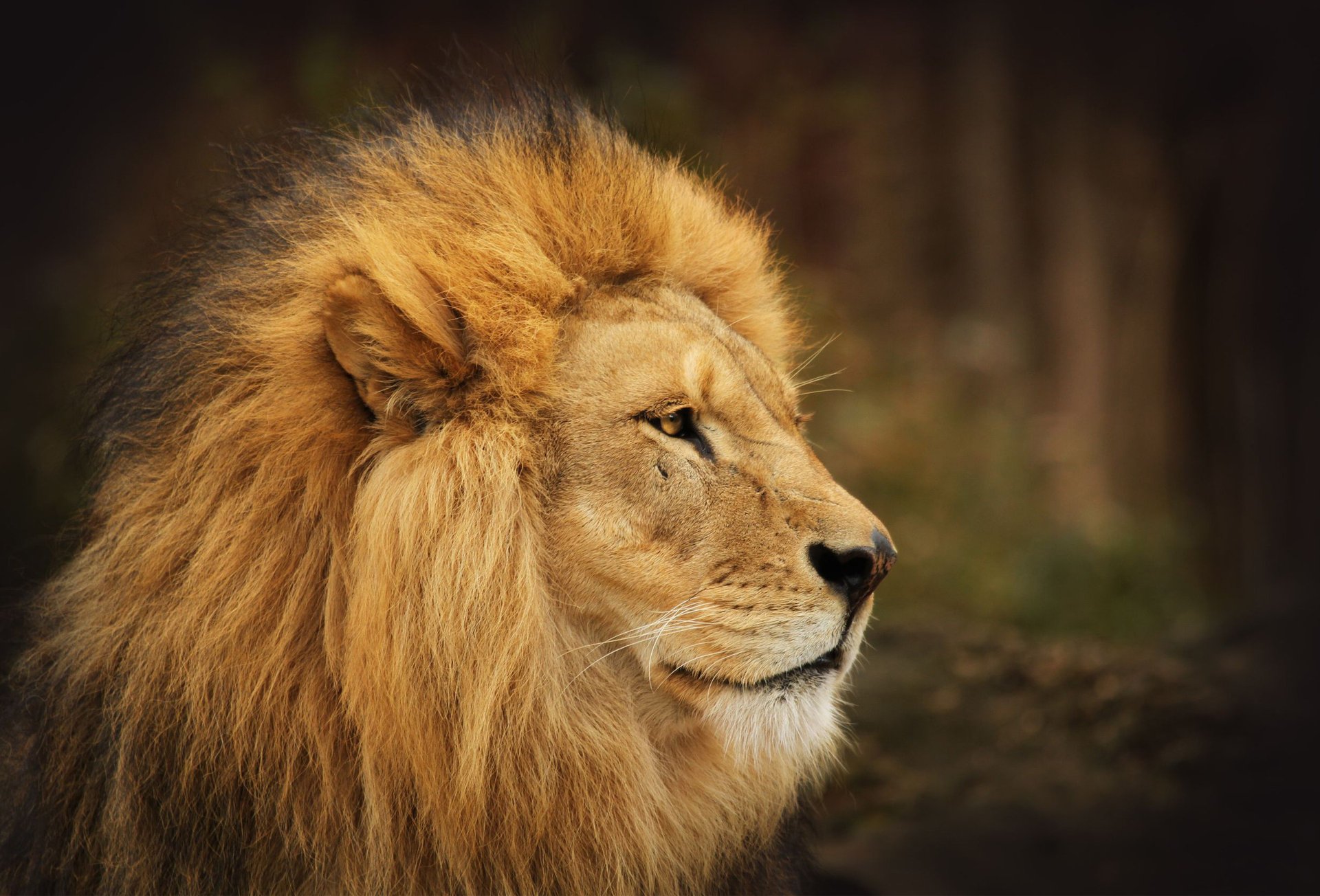 lion roi crinière prédateurs vue forêt animaux félin