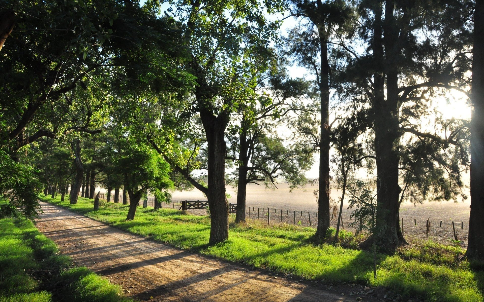 caliente belleza de la tarde vacío soleado belleza luz carretera naturaleza bosque árboles parque parkan sol rayos del sol sombra vegetación hierba calor ramas hojas