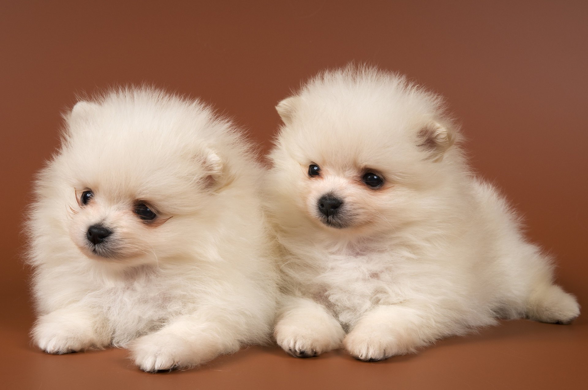 spitz de poméranie tsenki blanc deux yeux nez chiens duo regard