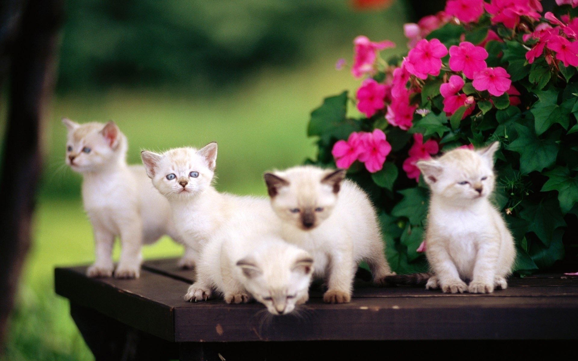 fiori gattini bambini tavolo animali felini vista parenti