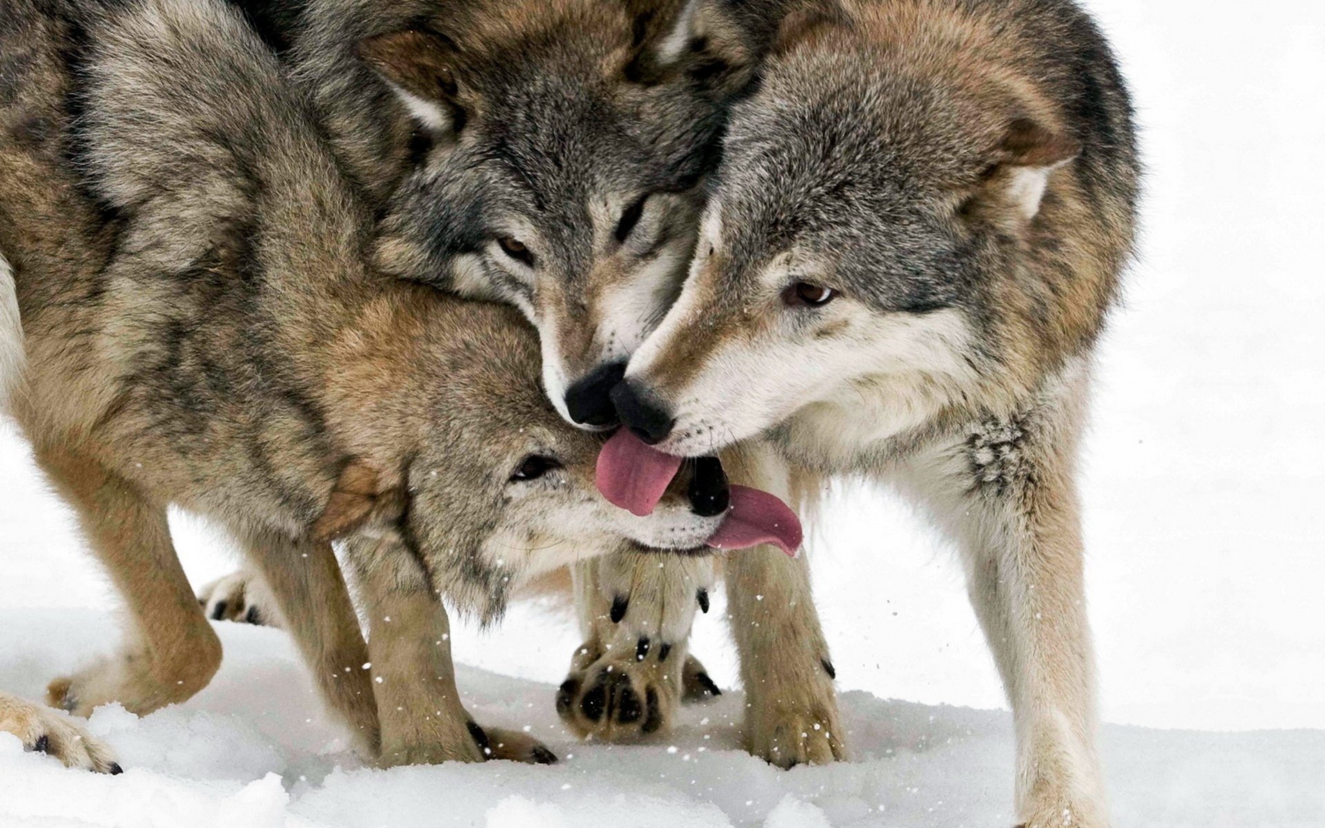 lécher les pattes animaux loups ensemble hiver neige prédateurs gaw-gaw-ry-ry