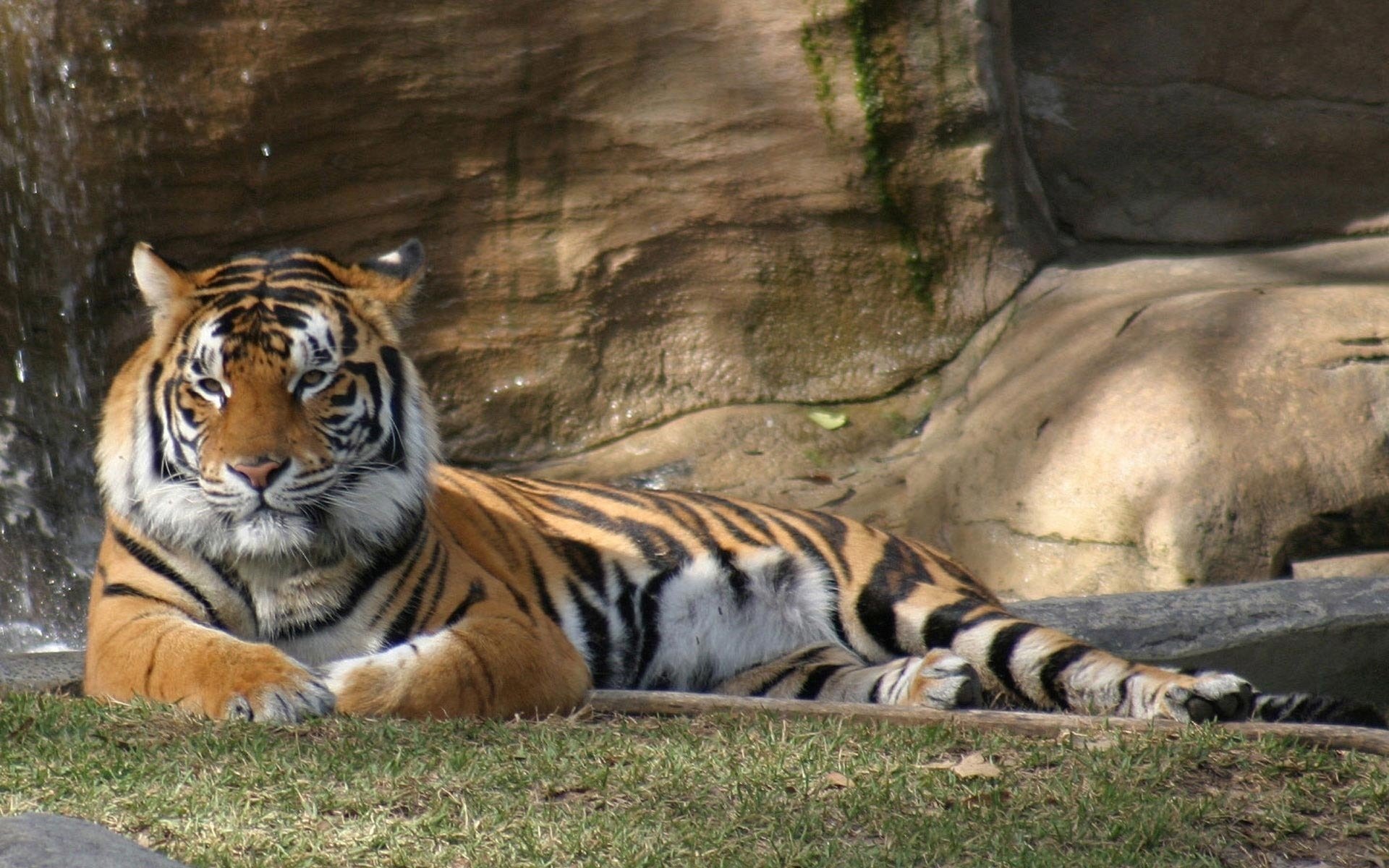 naturaleza tigres animales depredadores vista piedras felino