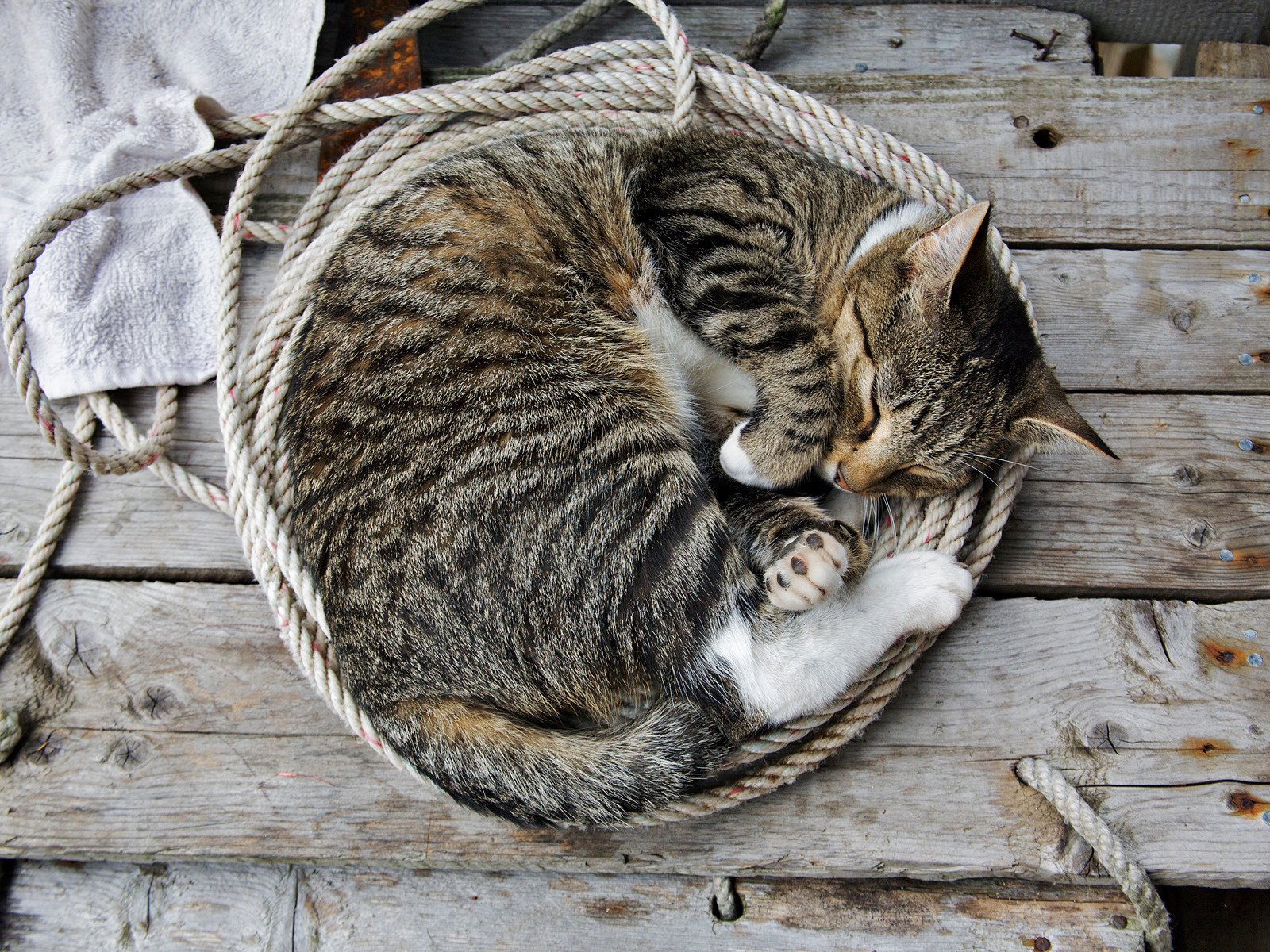 katze schlafen tapete bank seil tiere katzen