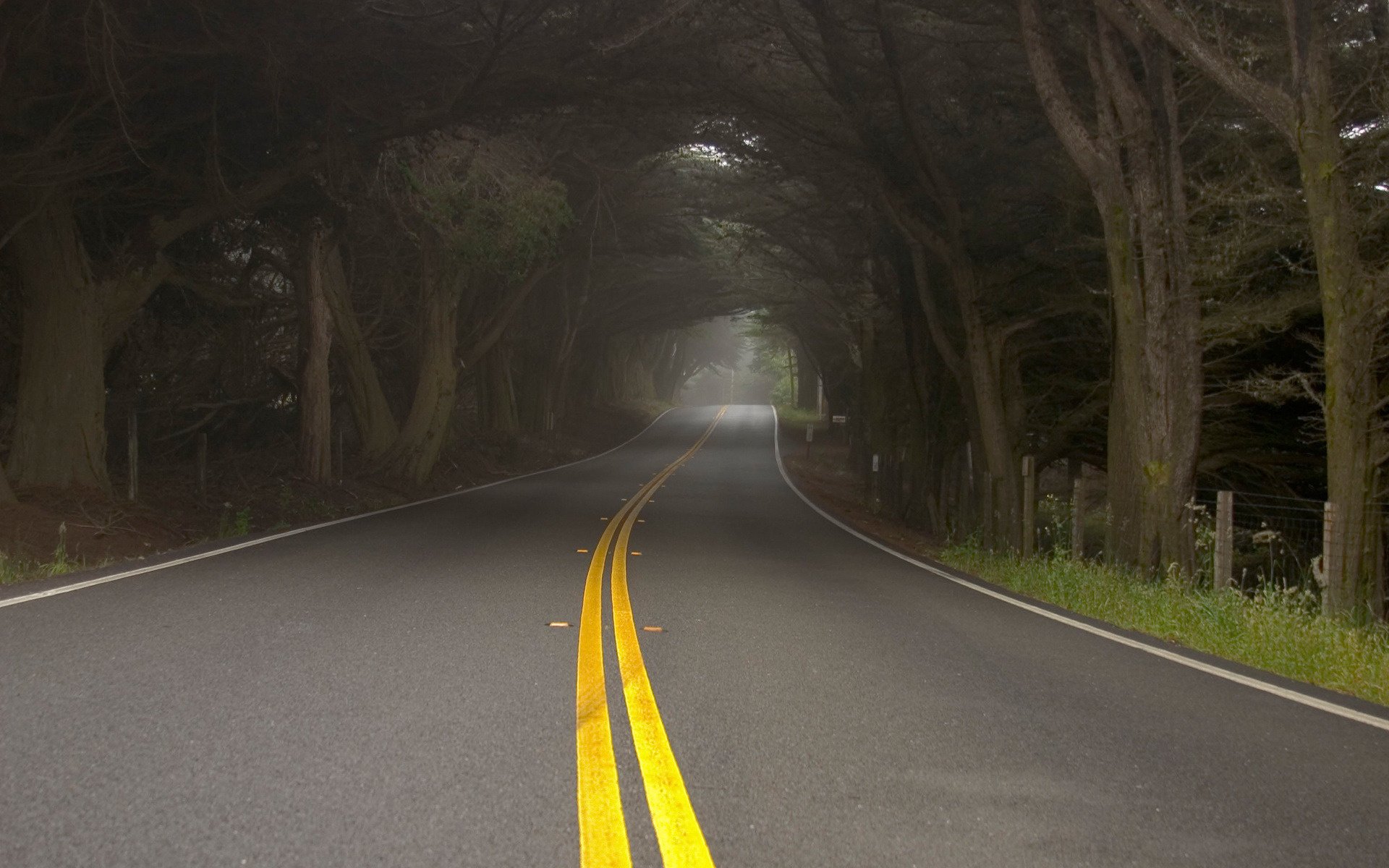 road yellow stripes tunnel fog haze trees nature forest markup asphalt grass roadside speed