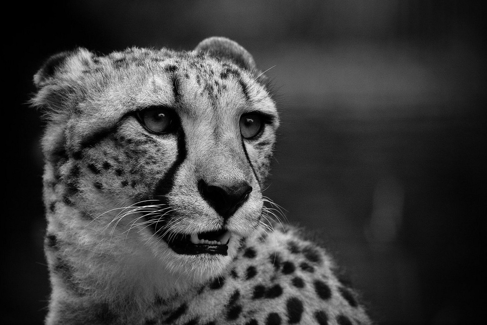 guépard noir et blanc chat vue moustache peur prédateurs animaux yeux félin gros plan