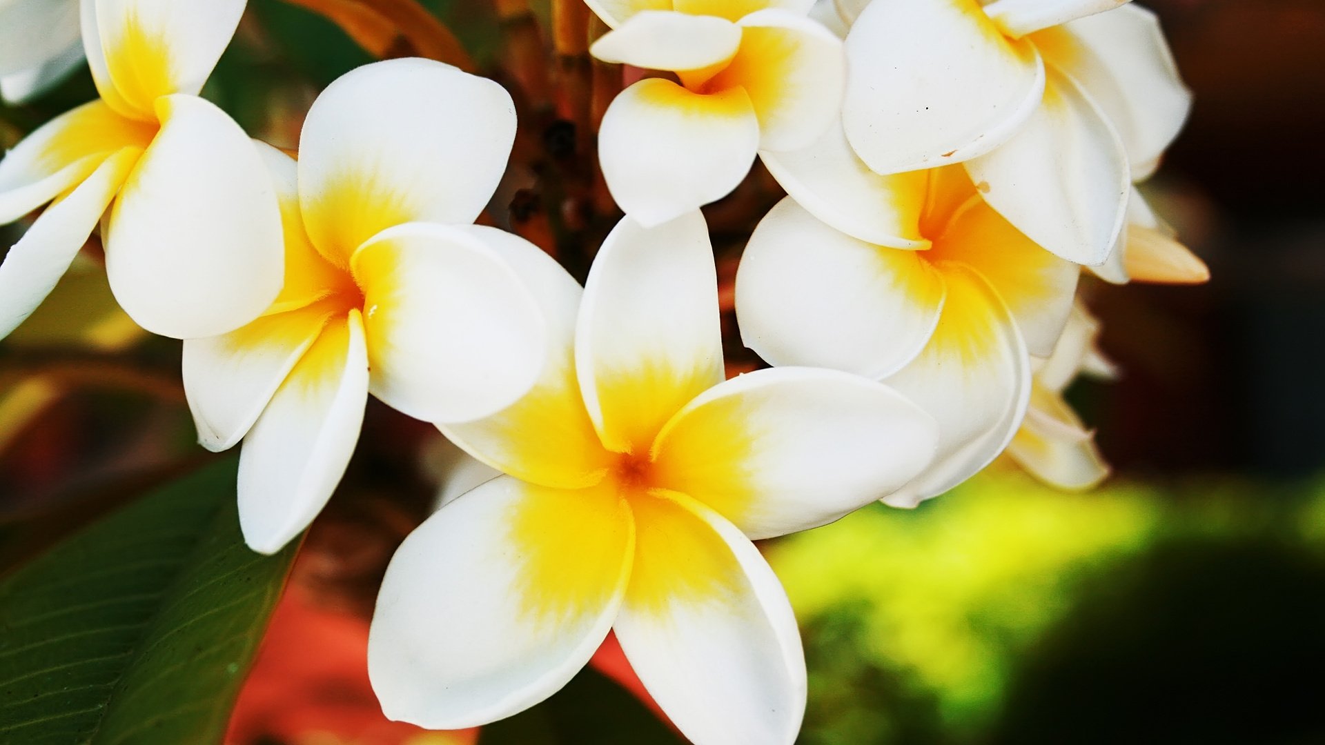 fleurs milieu jaune blanc feuilles gros plan