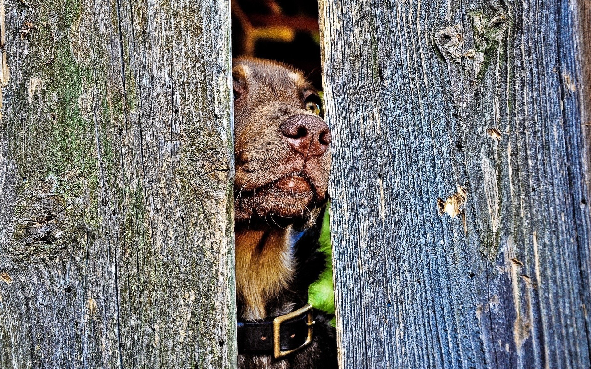 chien nez clôture collier arbre chiens vue