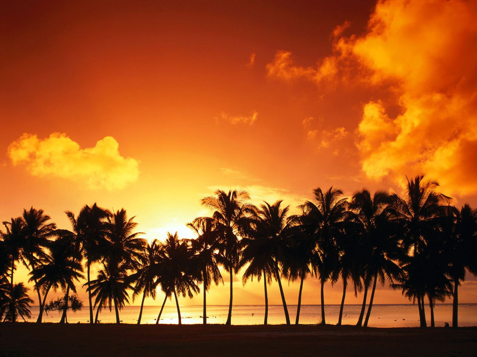 outh palm trees in a row sunset palm trees the sun the sky clouds summer beach sea orange sky