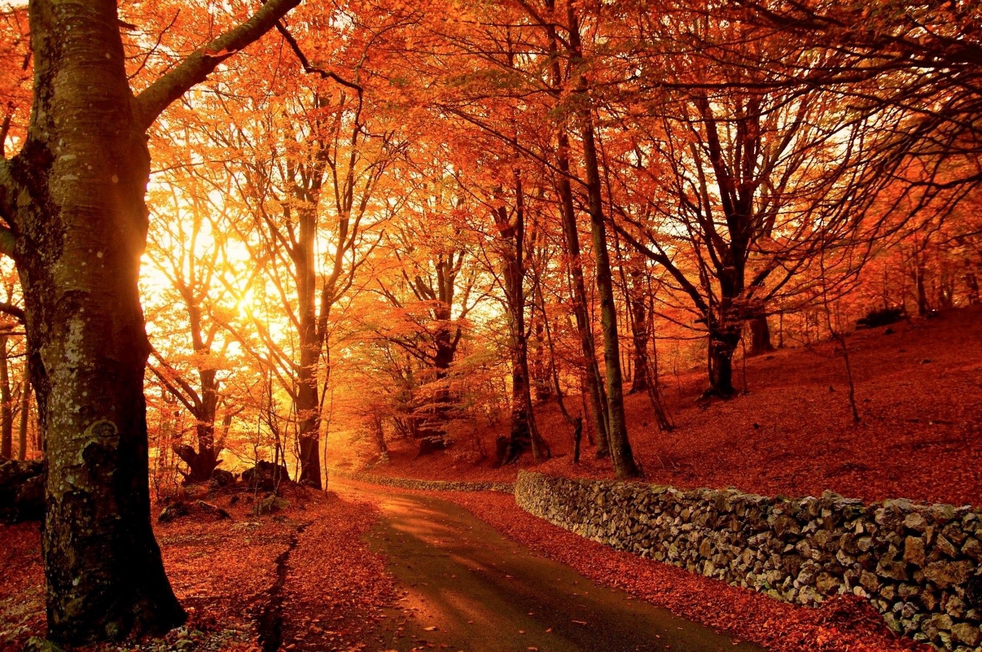 natur park herbst straße