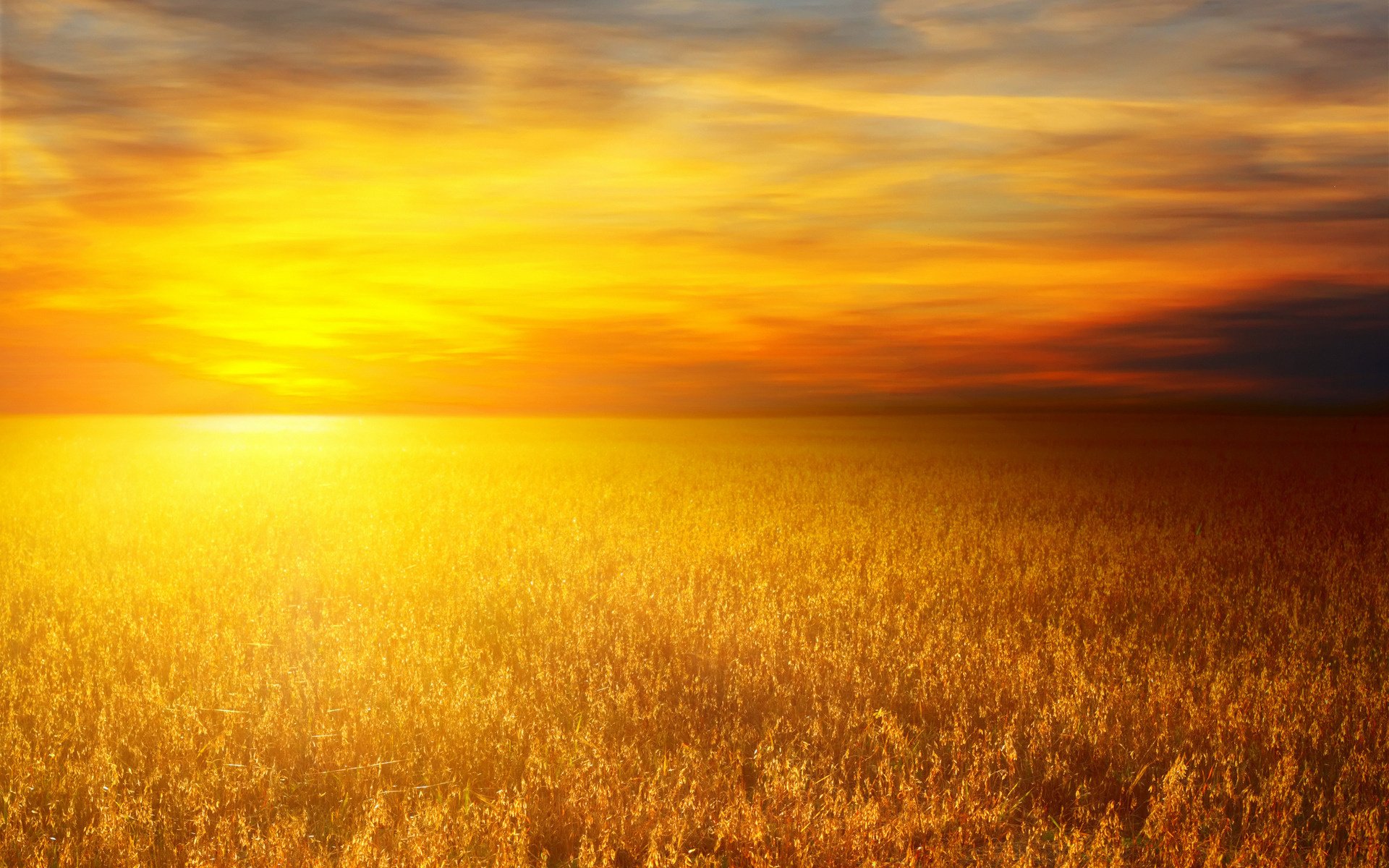 campi di grano campo di grano natura sole paesaggio grano foto tramonto cielo nuvole nuvole campo calore erba arancione