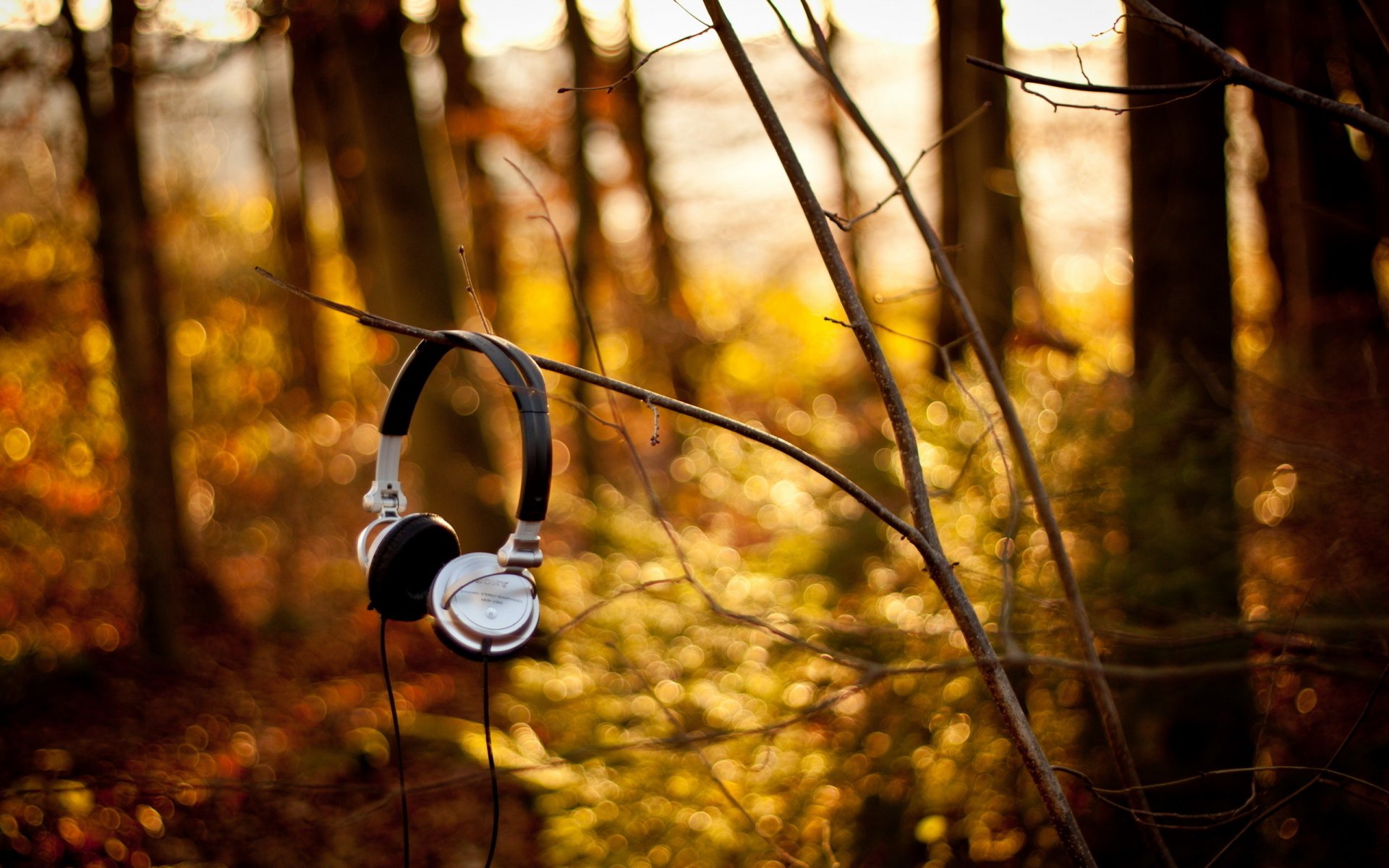 cuffie sony foresta rami musica autunno alberi terra foto luce foglie