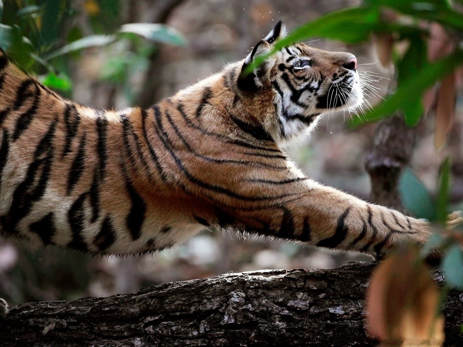 tigre animali natura predatori alberi animali felini