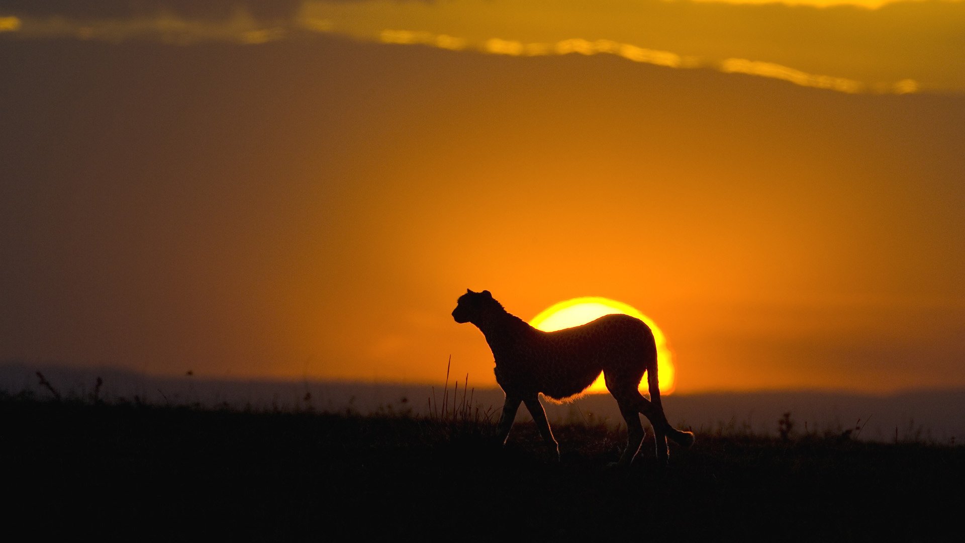 gatto predatore tramonto silhouette ghepardo selvaggio cielo animali felino erba