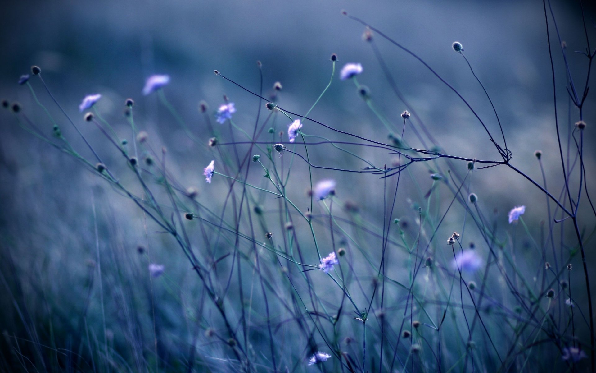 fiori erba colore steli sera piante blu