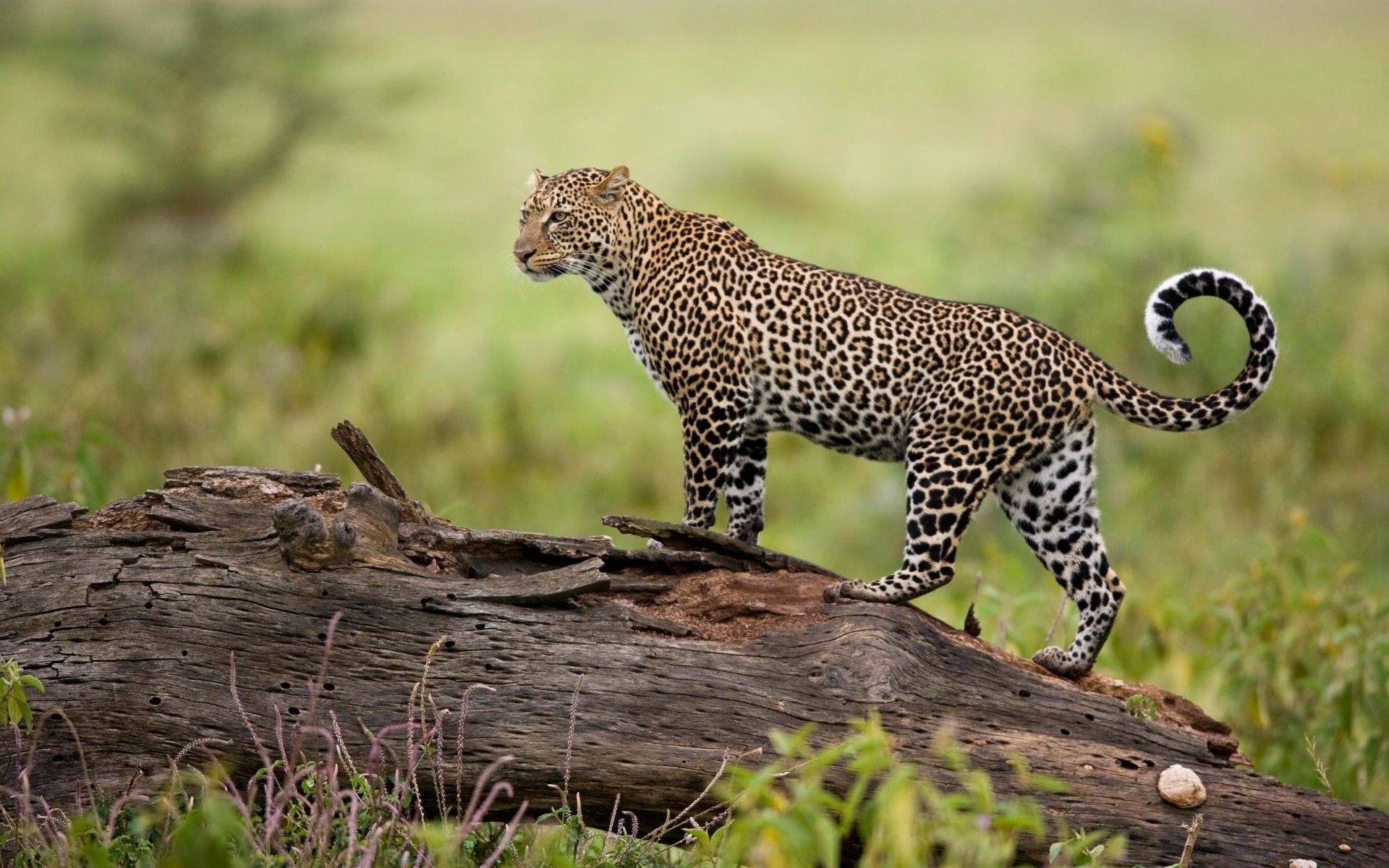 leopard mig nature predator look the time tree attention background grass predators animals cat