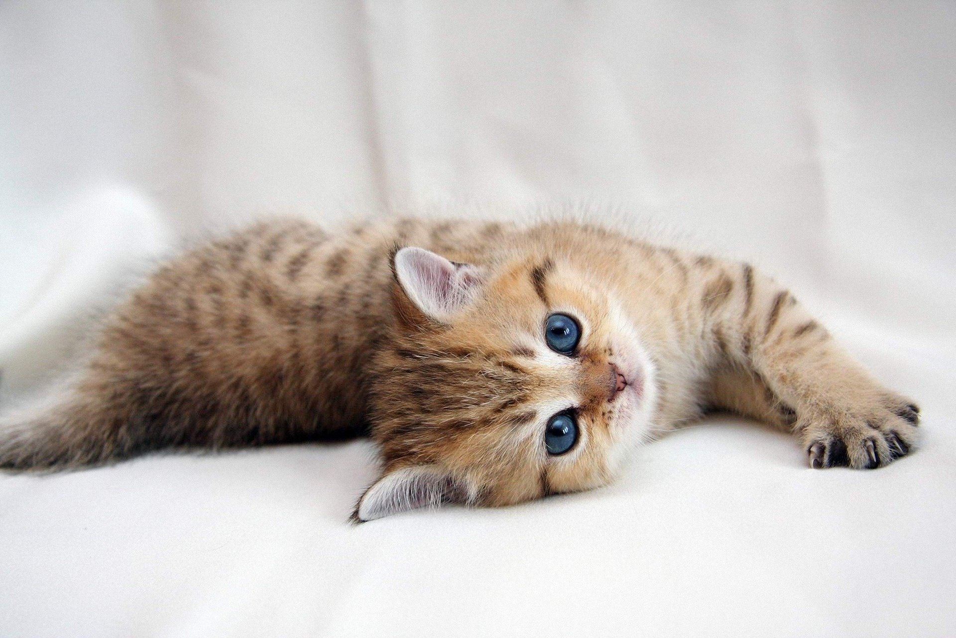 gatito pata de cabra ojos mirada rayas animales felino fondo blanco