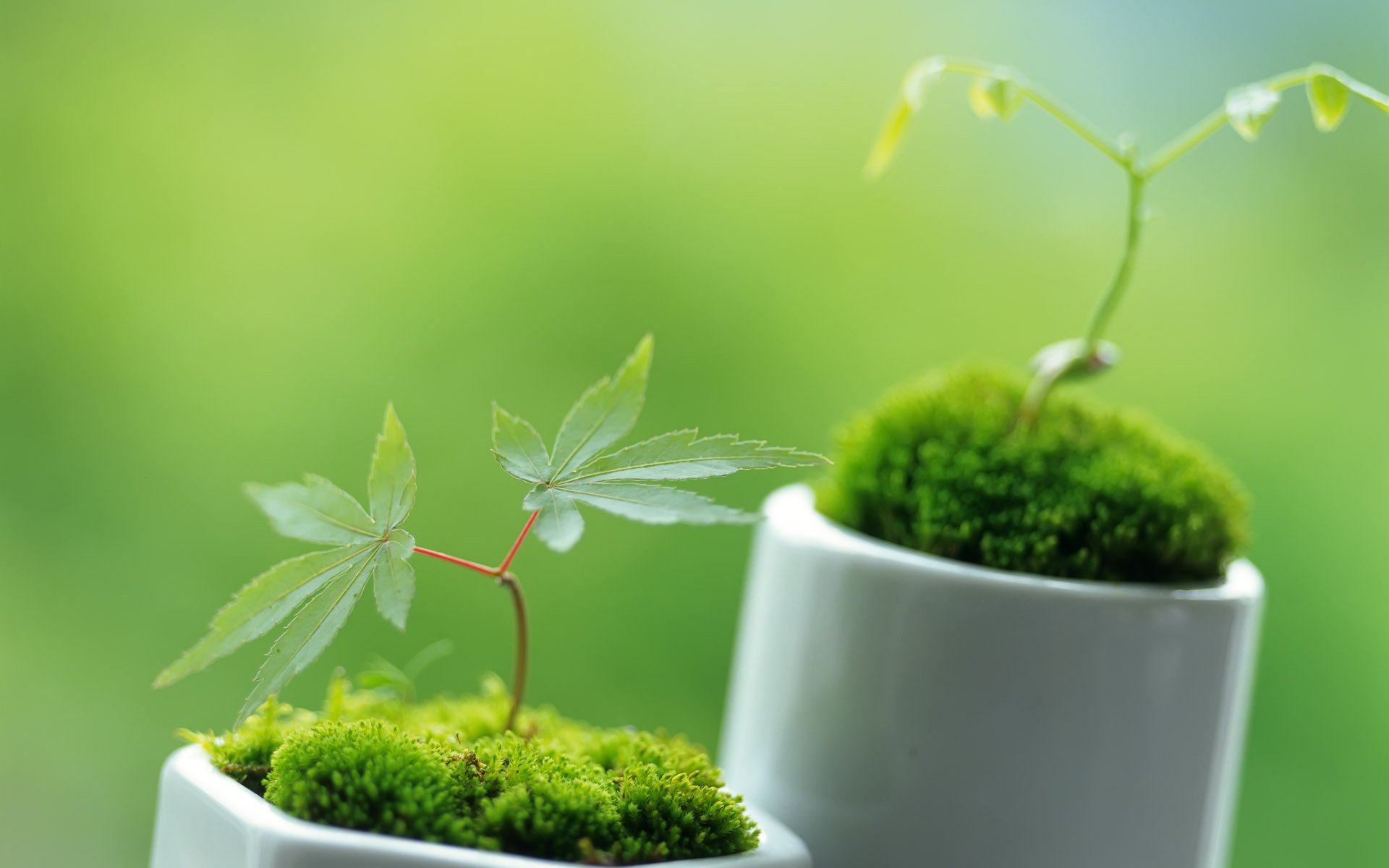 sprossen pflanzen frühling blätter makro grün grün topf blätter