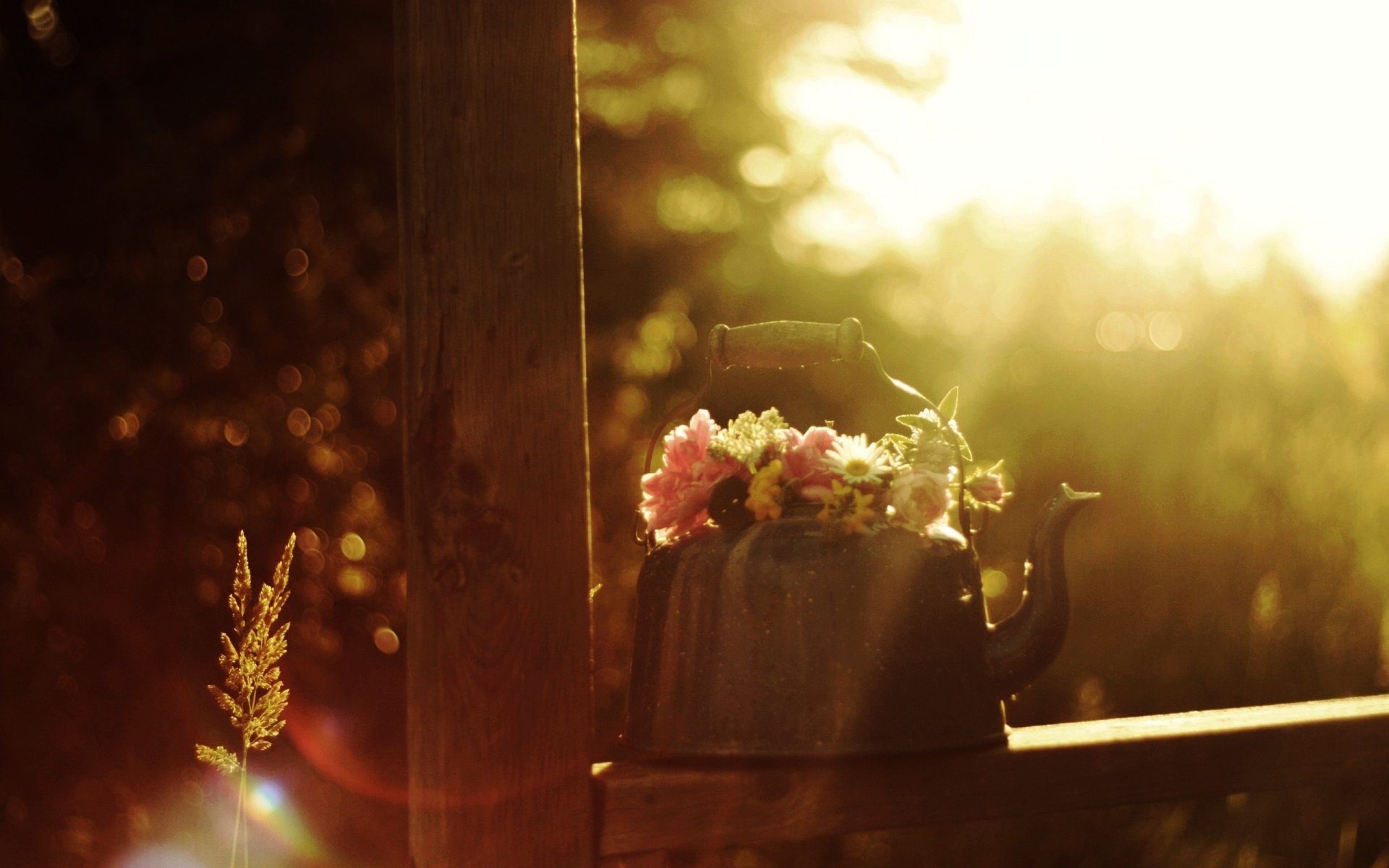 flowers summer rays still life the sun mood bouquet kettle spikelets morning the air glare