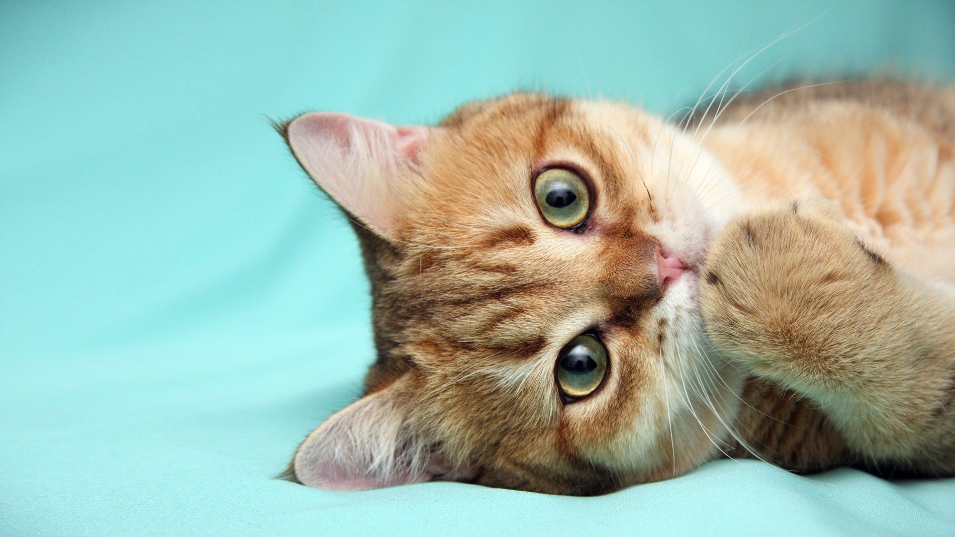 cat red turquoise background eyes paw gaze animals feline macro