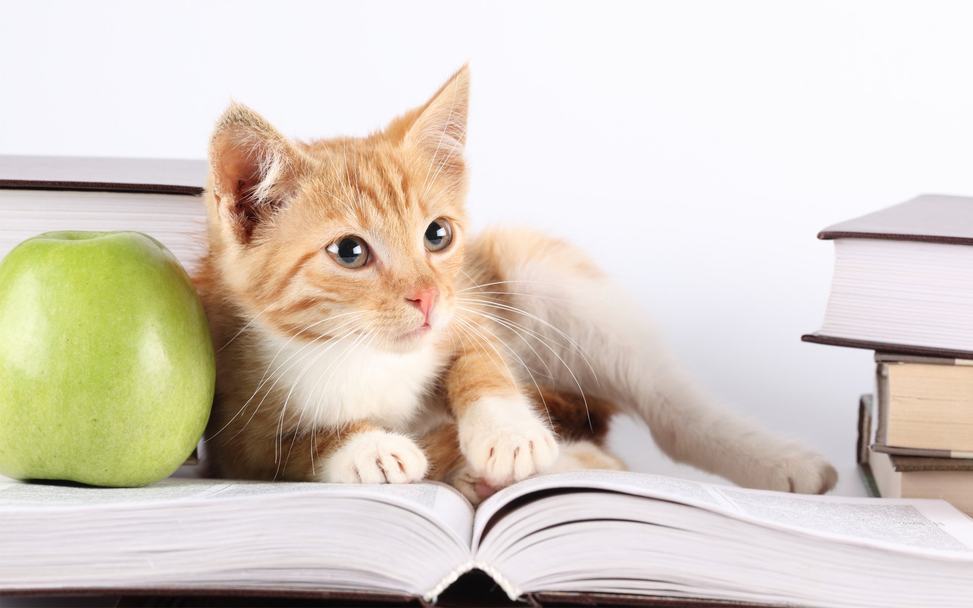 gato manzana libro mirada gatitos animales ojos felinos