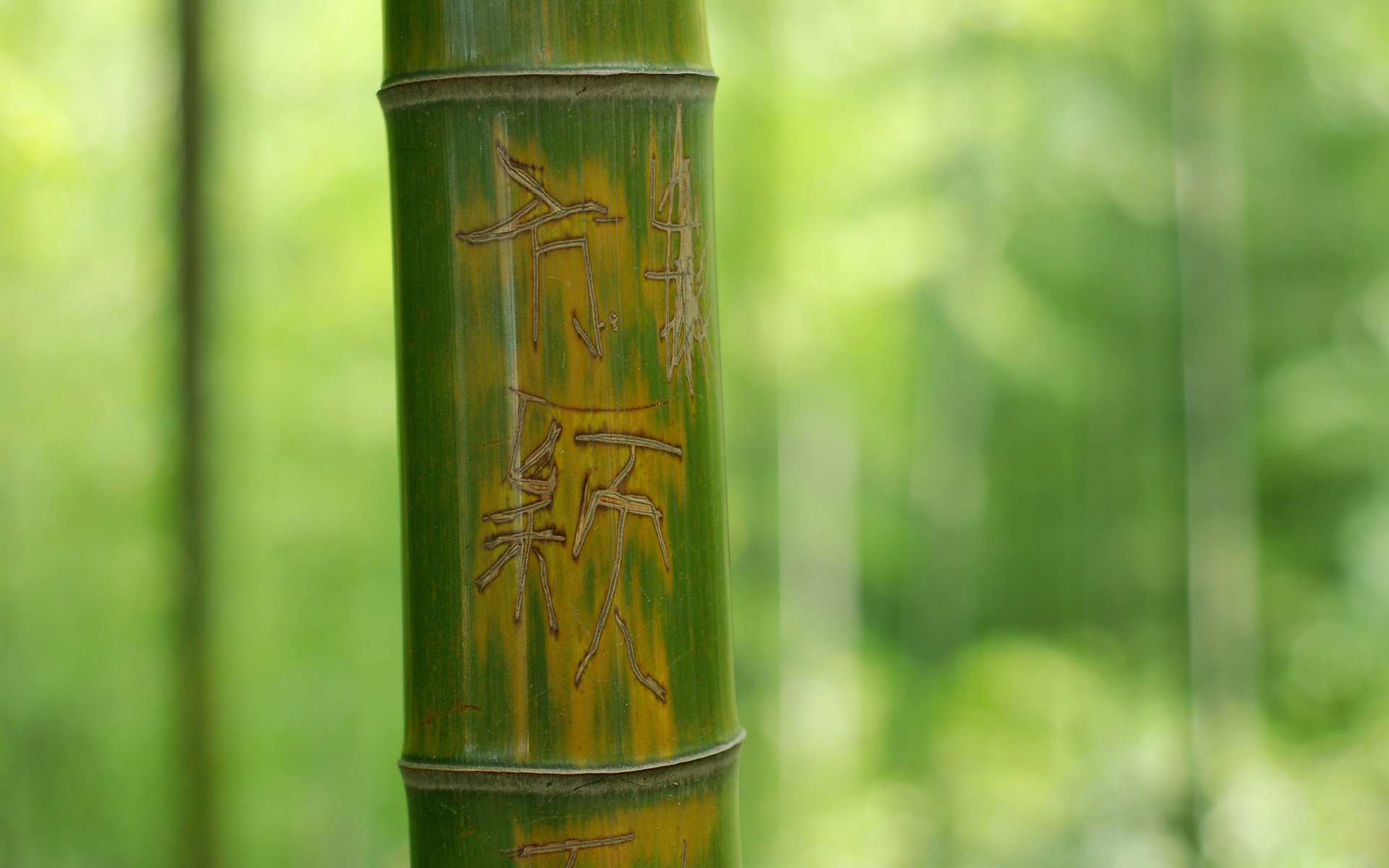 madera letras bambú caracteres verde naturaleza tronco vegetación bosque