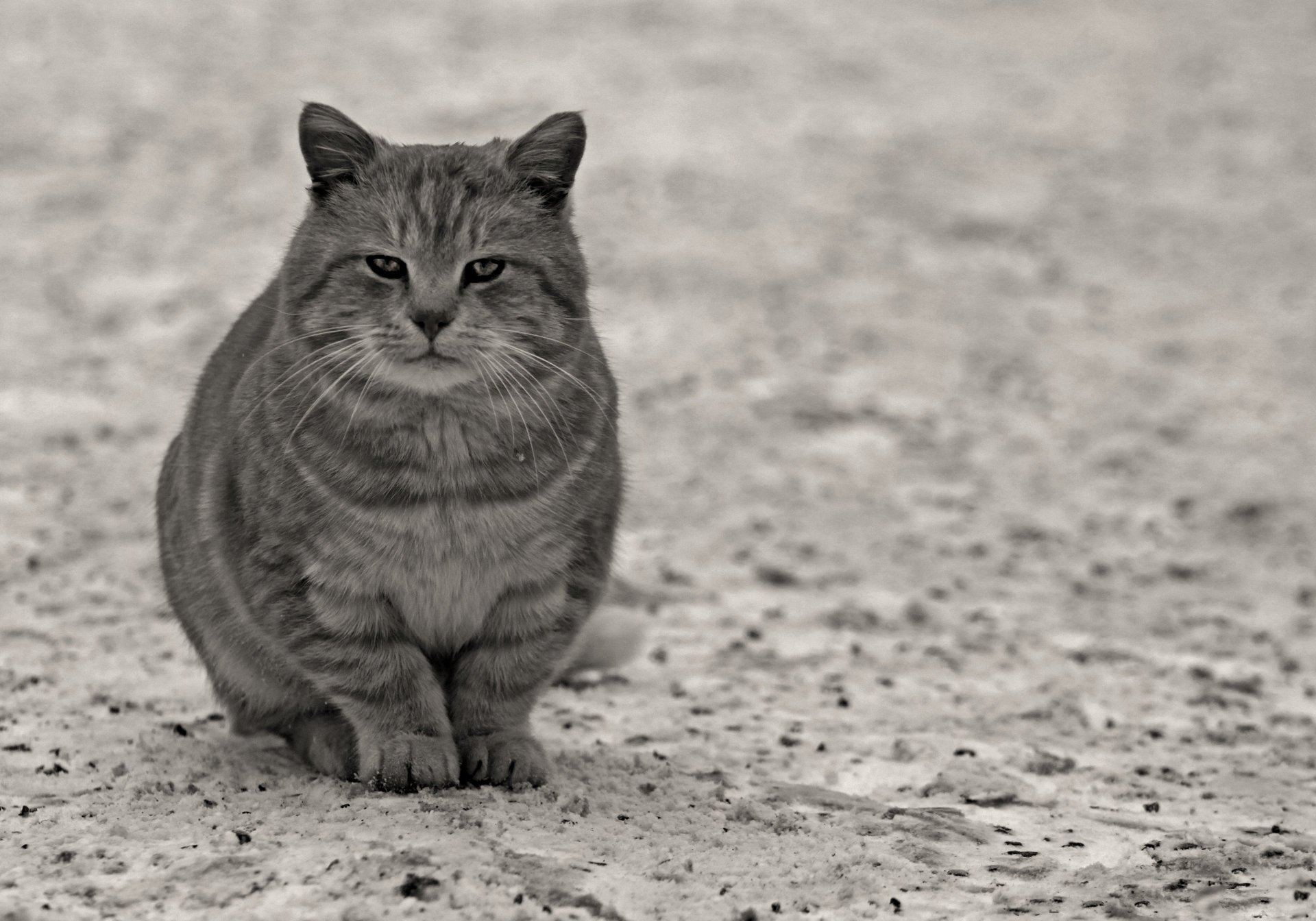 cat look paws animals feline grayness asphalt wool mustache