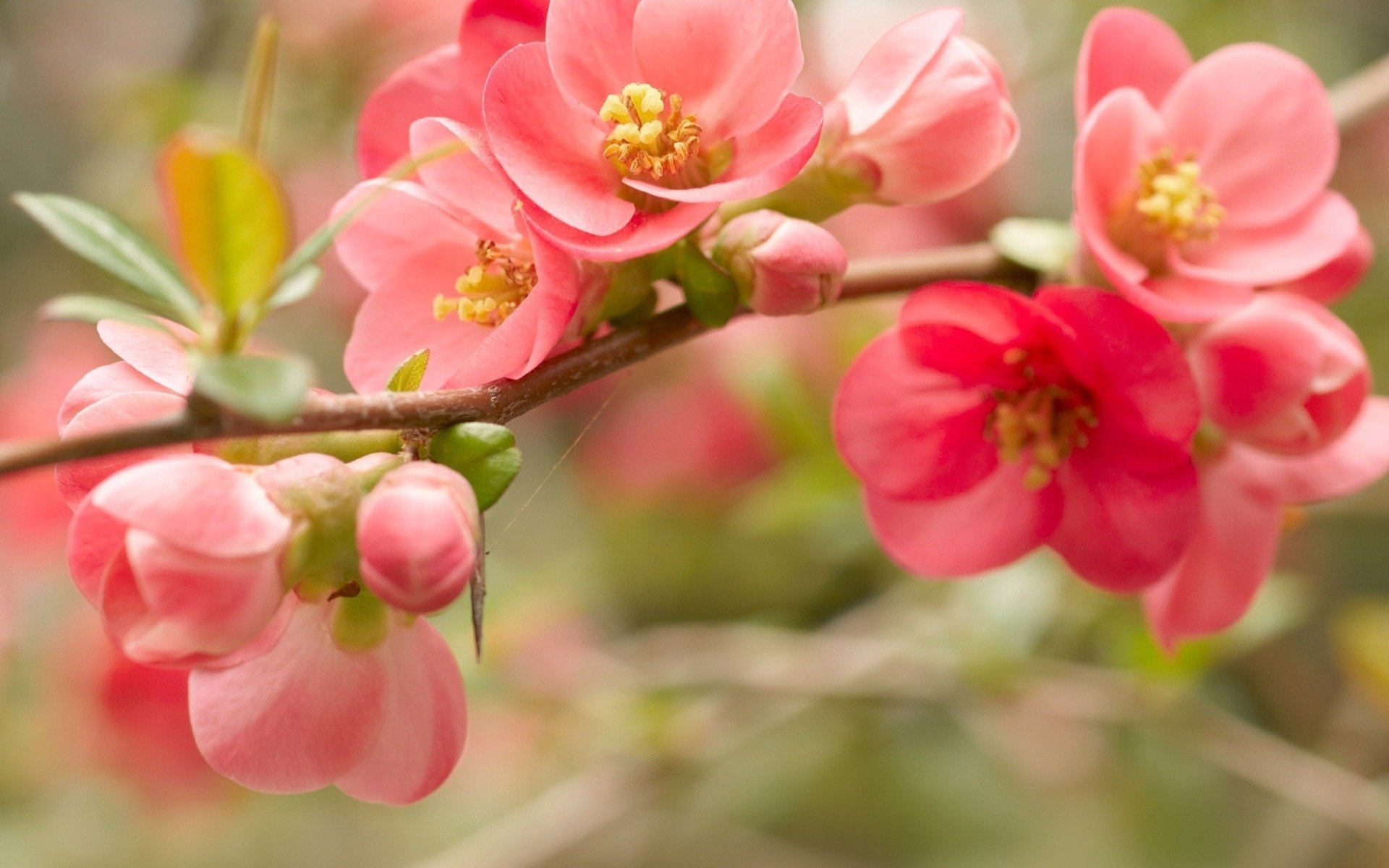 flowering flowers red petals branch pink spring