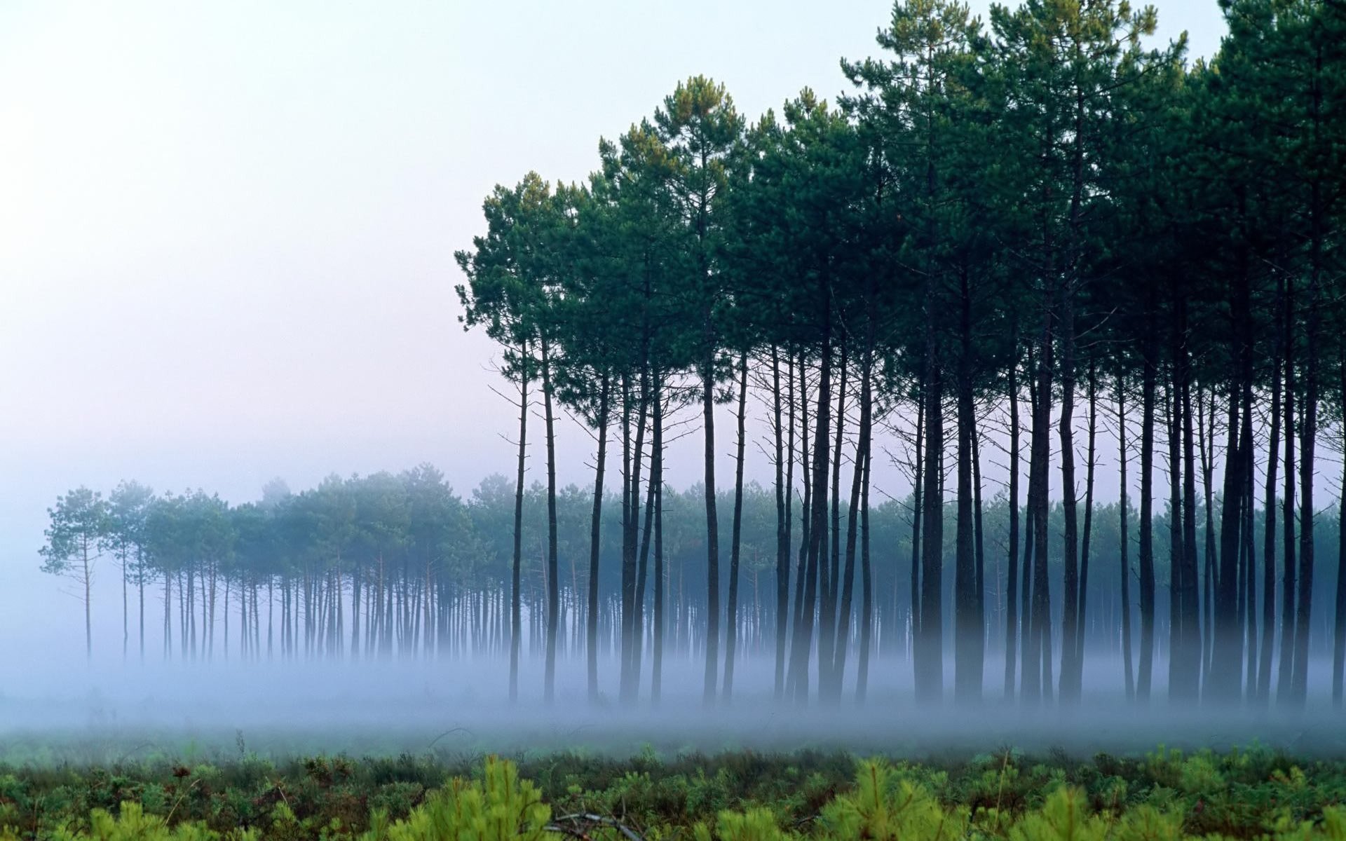 nebel dämmerung bäume landschaft kiefern wald grün himmel gras