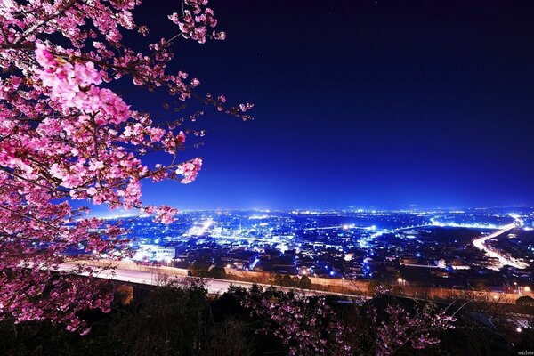 Sakura en el contexto de la metrópolis moderna de la noche