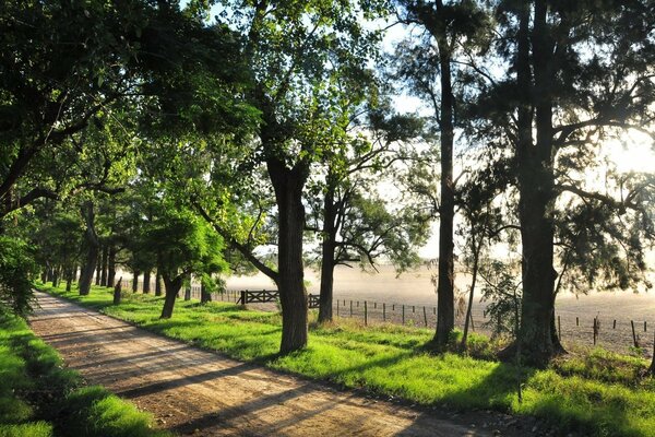 Promenade à travers les bois sur une Chaude journée ensoleillée